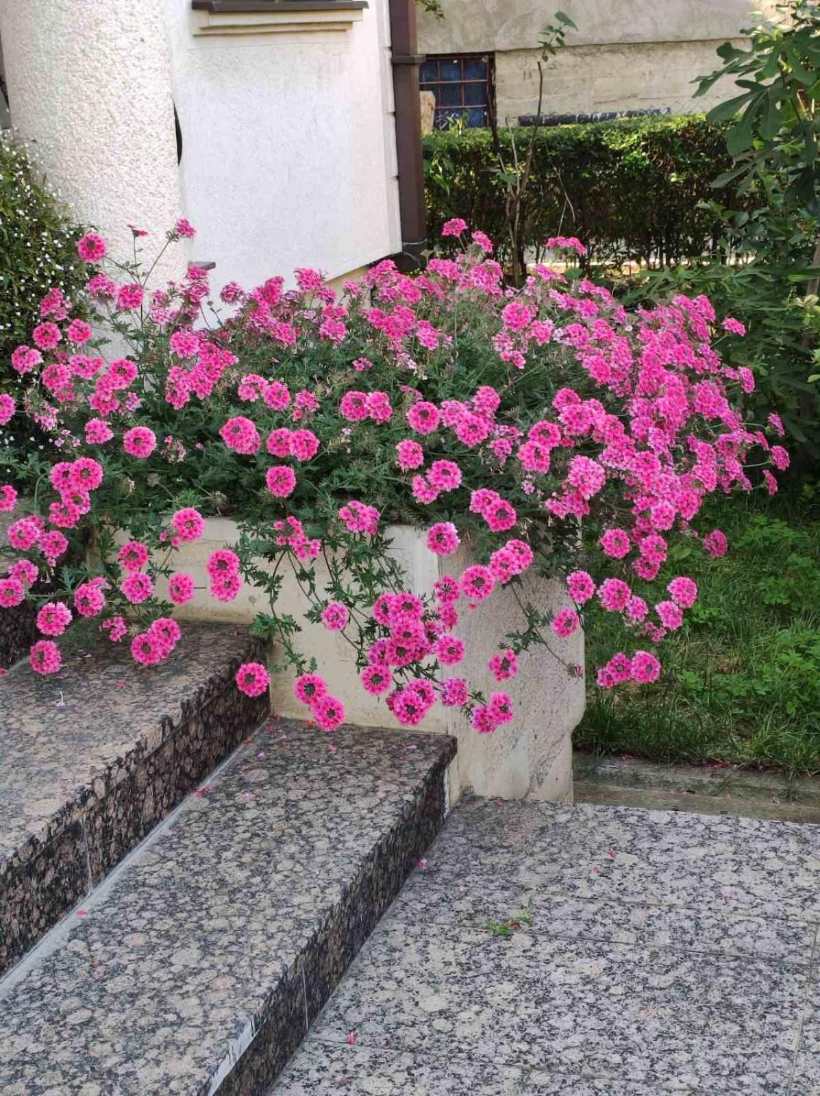 Vila Sentic Vranje Exterior foto
